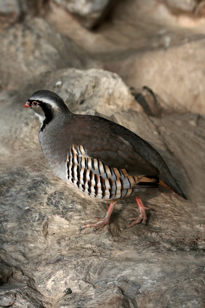File:Steinhuhn Alectoris graeca.jpg - Wikipedia