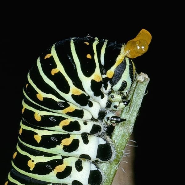 File:01 chenille machaon (detail).jpg - Wikipedia