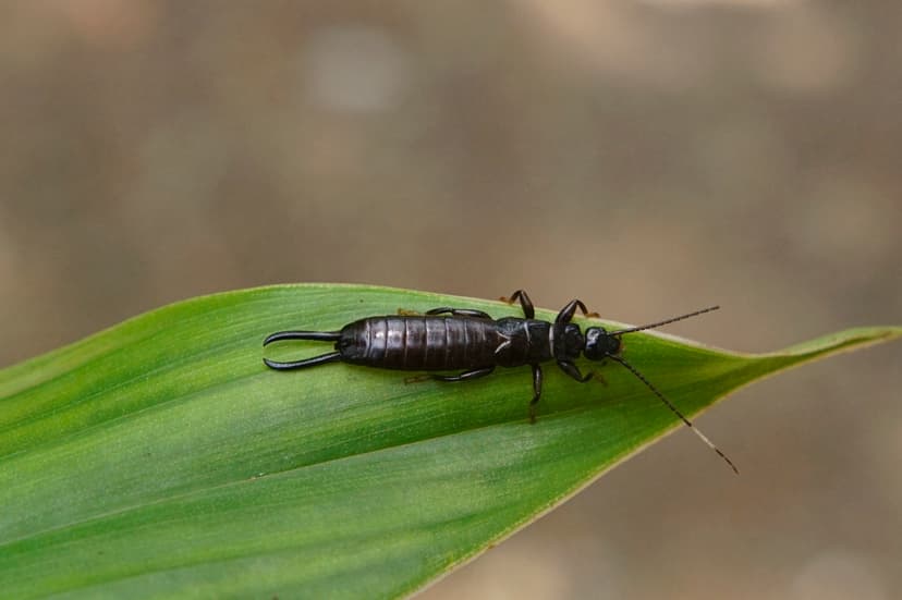 File:Dermaptera (Earwig) 7718.jpg - Wikimedia Commons