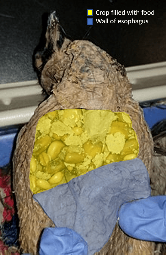 File:Dissected Pigeon Crop.png - Wikimedia Commons