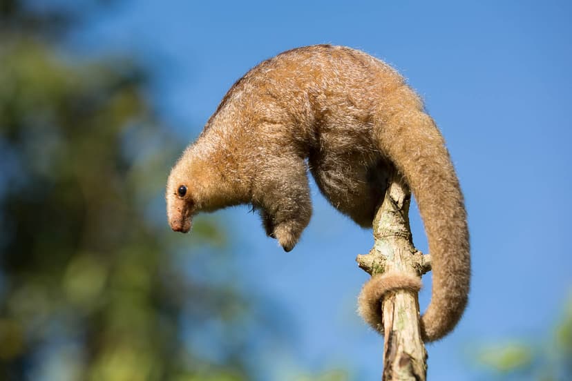 File:Silky Anteater.jpg - Wikipedia