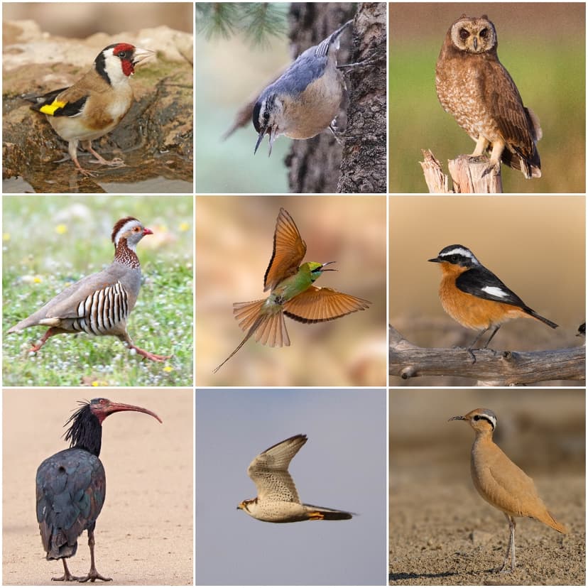 File:Some Birds of North Africa.jpg - Wikimedia Commons