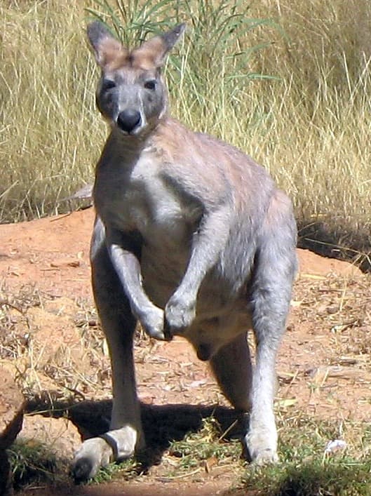 Restren:Northern Wallaroo.jpg - Wikipedia