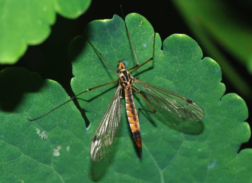 File:Tipulidae April 2008-2.jpg - Simple English Wikipedia, the ...