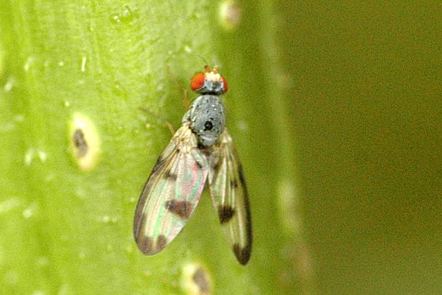 File:Palloptera.umbellatarum.jpg - Wikimedia Commons