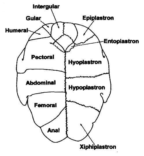 File:Pu plastron.jpg - Wikipedia