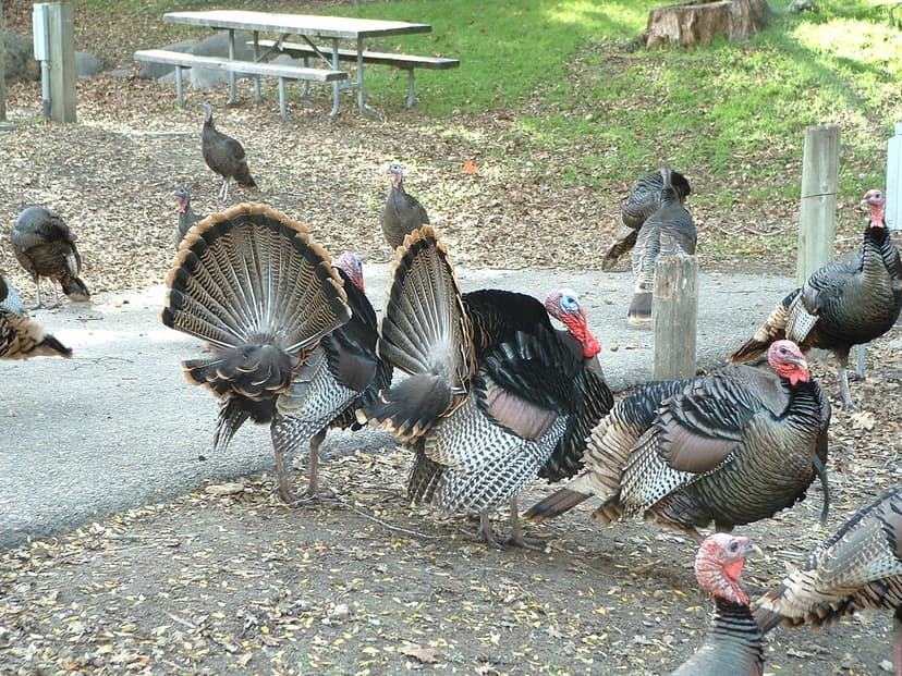 File:Turkey Lopez02.jpg - Wikimedia Commons