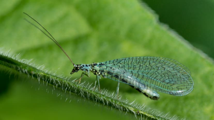 File:Chrysopidae 01 (MK).jpg - Wikipedia
