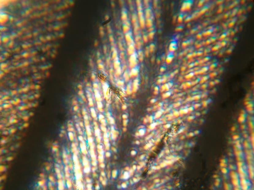 File:Featherzoom3.jpg - Wikimedia Commons