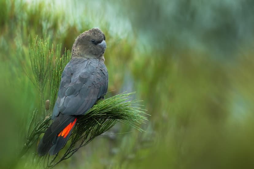File:Glossy Black-Cockatoo adult male 0A2A4448.jpg - Wikipedia