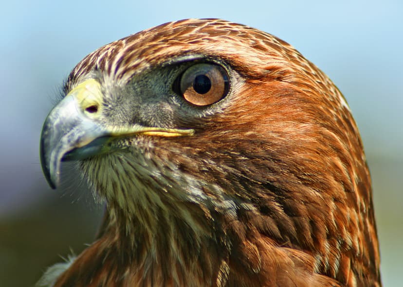 File:Northern-Red-Tailed-Hawk.jpg - Wikipedia