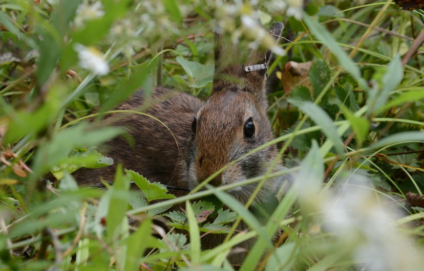 File:Sylvilagus transitionalis (21315229532).jpg - Wikipedia