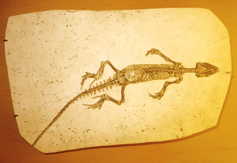 File:Homeosaurus pulchellus 7889.JPG - Wikimedia Commons