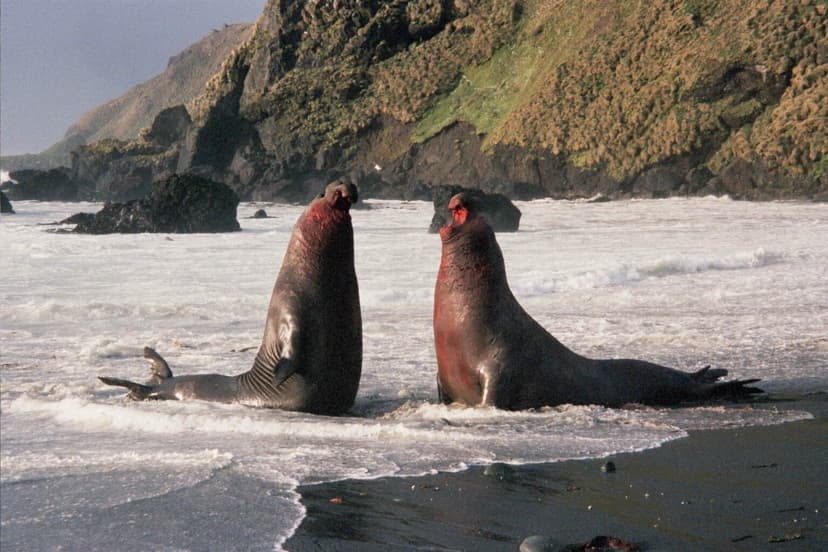 File:MacquarieIslandElephantSeal.JPG - Wikipedia
