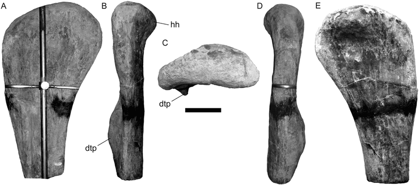 Archivo:Lusotitan humerus.png - Wikipedia, la enciclopedia libre