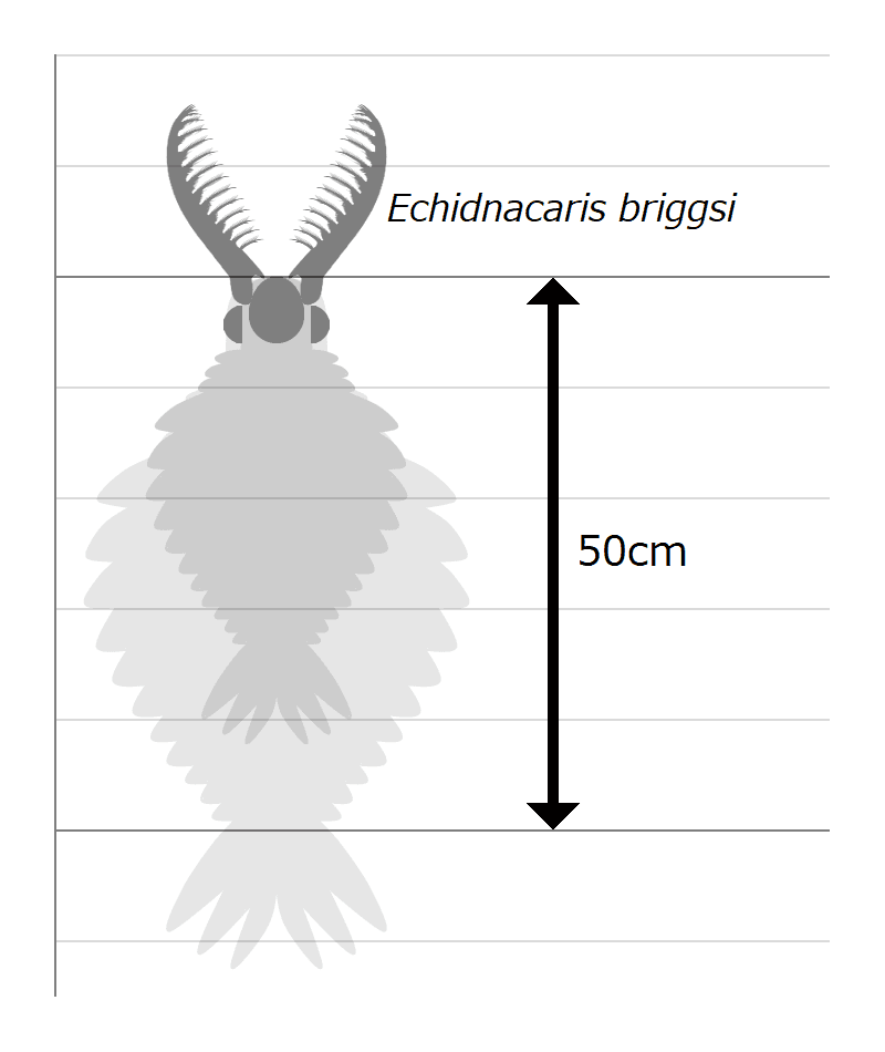Bestand:20210215 Echidnacaris size.png - Wikipedia