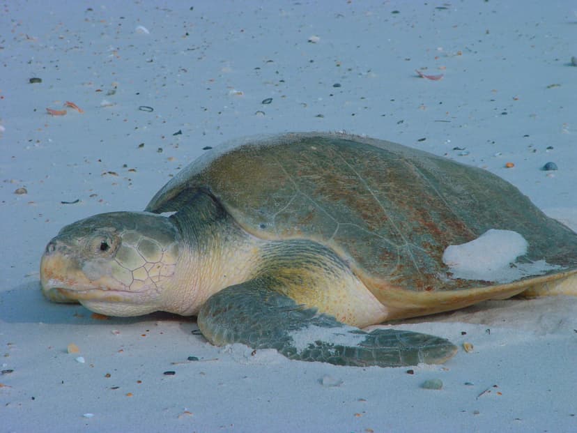 File:Lepidochelys kempii.jpg - Wikipedia