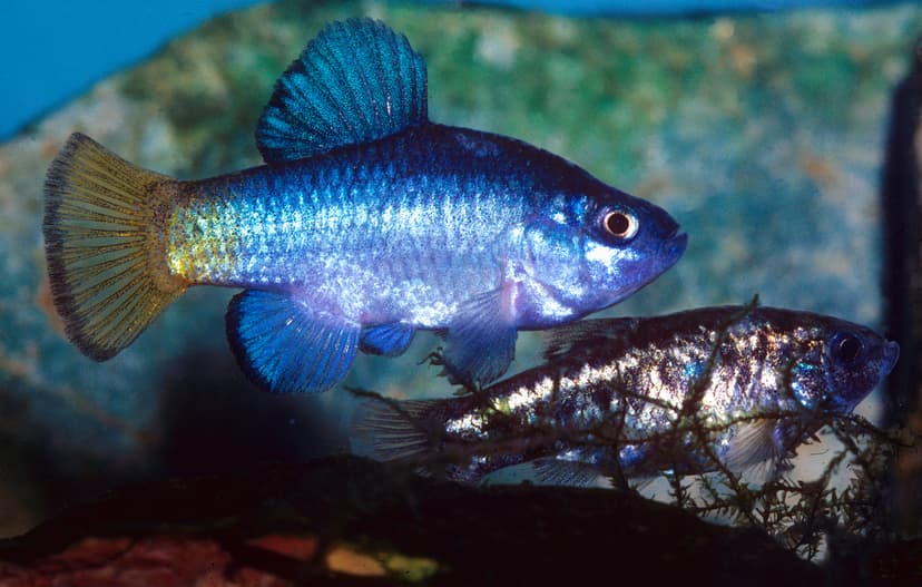 File:Macularius pair.jpg - Wikimedia Commons