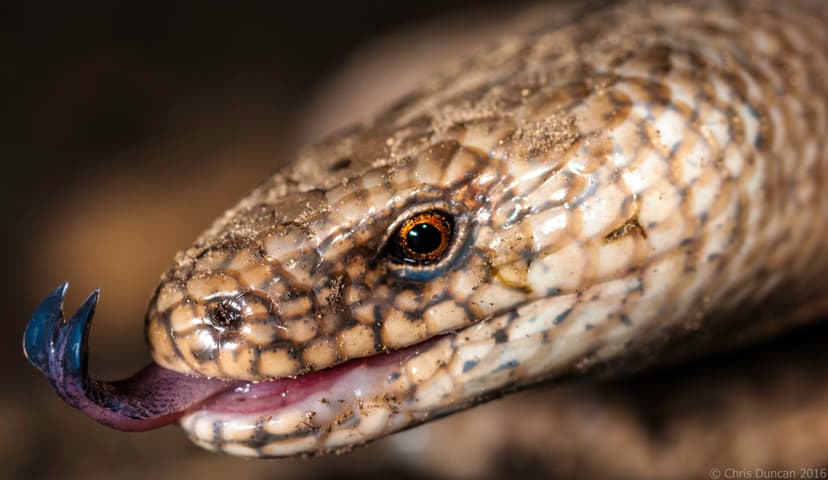 File:20130505-slow worms-014-wiki©CD.jpg - Wikimedia Commons