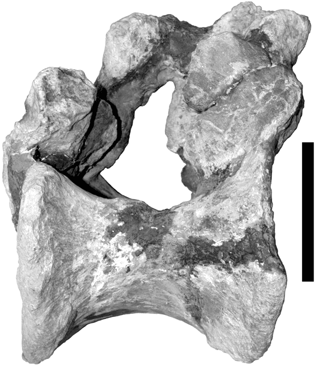 File:Lusotitan dorsal.png - Wikimedia Commons