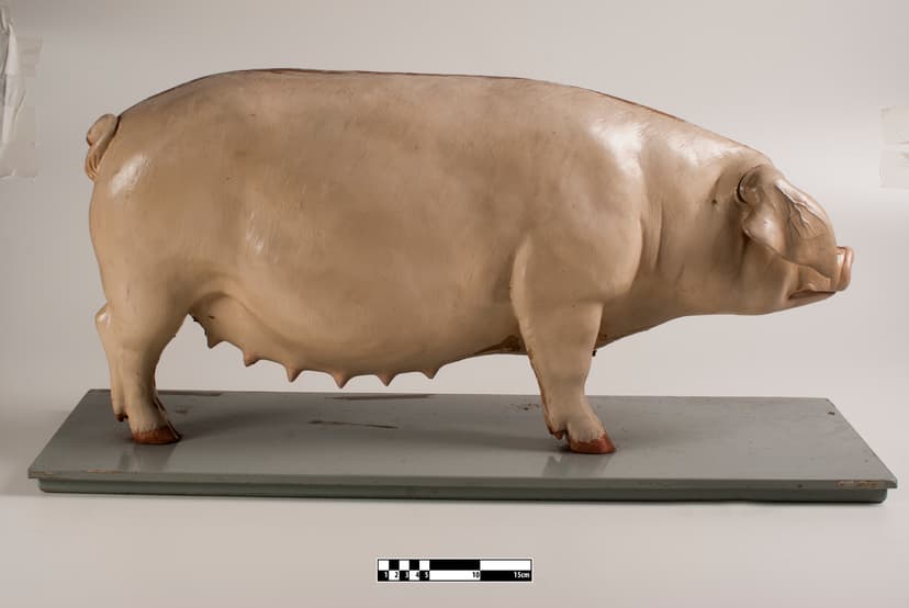File:Domestic pig muscles 01.jpg - Wikimedia Commons
