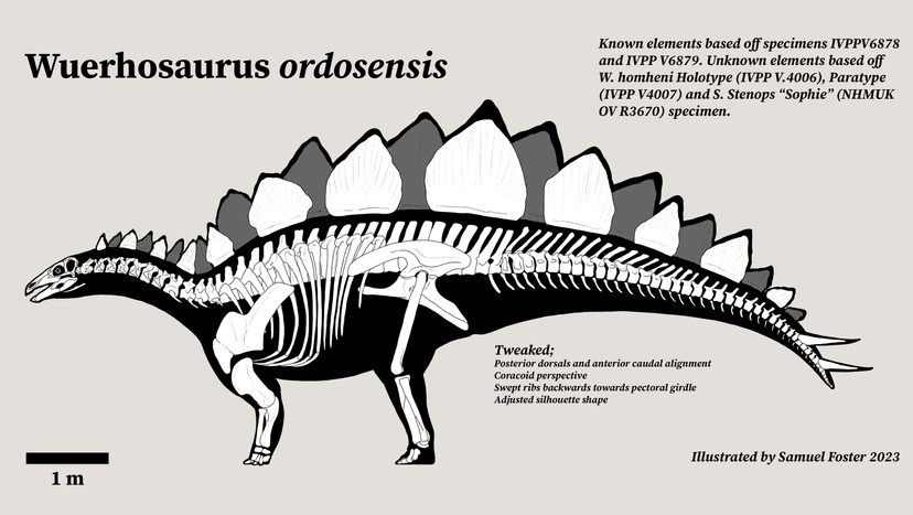 File:Wuerhosaurus skeletal.png - Wikimedia Commons