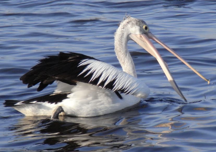 File:Australian Pelican Fishing.JPG - Wikimedia Commons