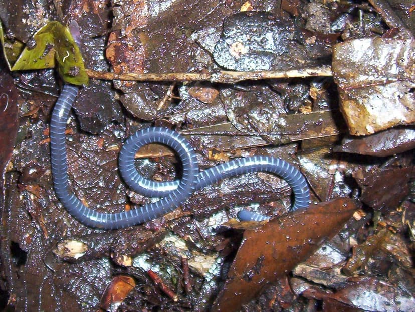 File:Boulengerula taitanus 1.jpg - Wikimedia Commons