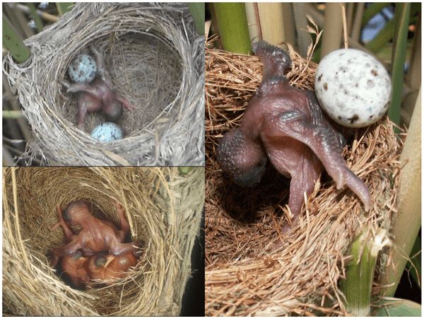File:Common cuckoo parasitic brood.png - Wikimedia Commons