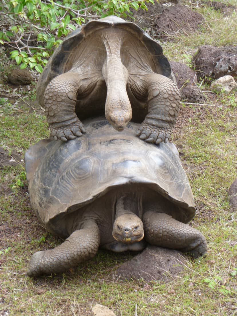 File:Galapagos Tortoise Mating.jpg - Wikimedia Commons