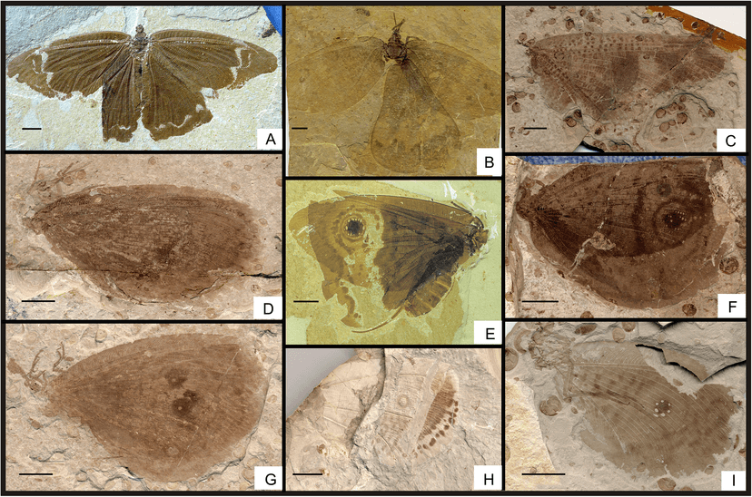 File:Structural diversity among Kalligrammatidae.png - Wikipedia
