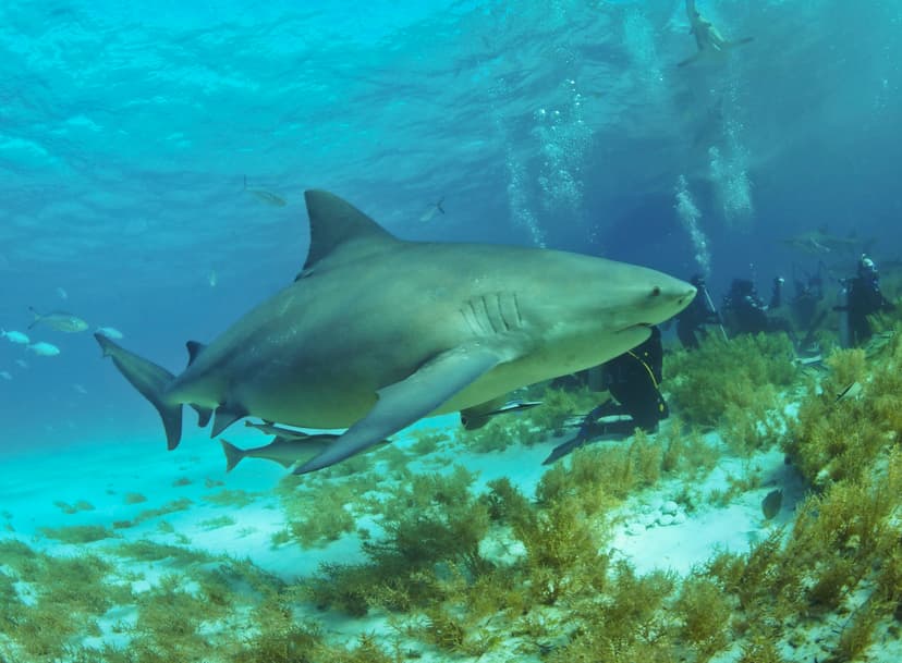 File:Bullshark Bahamas2.jpg - Wikipedia