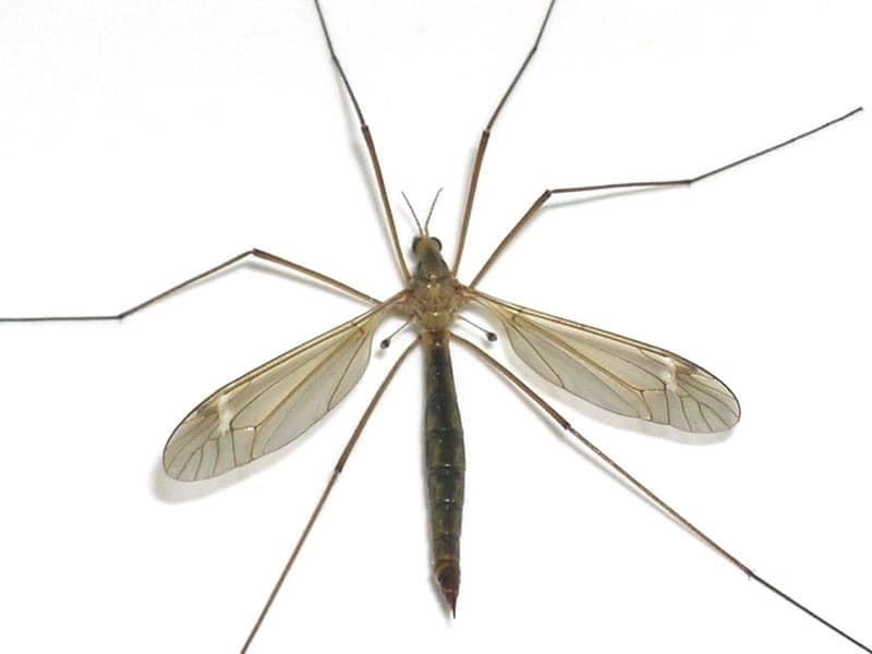 File:Halteres-Tipule.jpg - Wikipedia