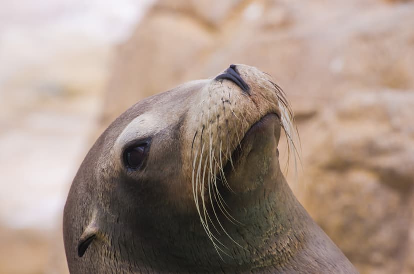 File:Otariidae heads2.jpg - Wikimedia Commons
