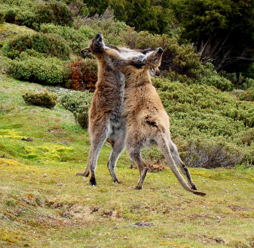File:Wallaby-fighting-Tasmania.jpg - Wikipedia