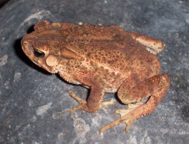 File:Bufo biporc M 050409 015 tdp.jpg - Wikipedia