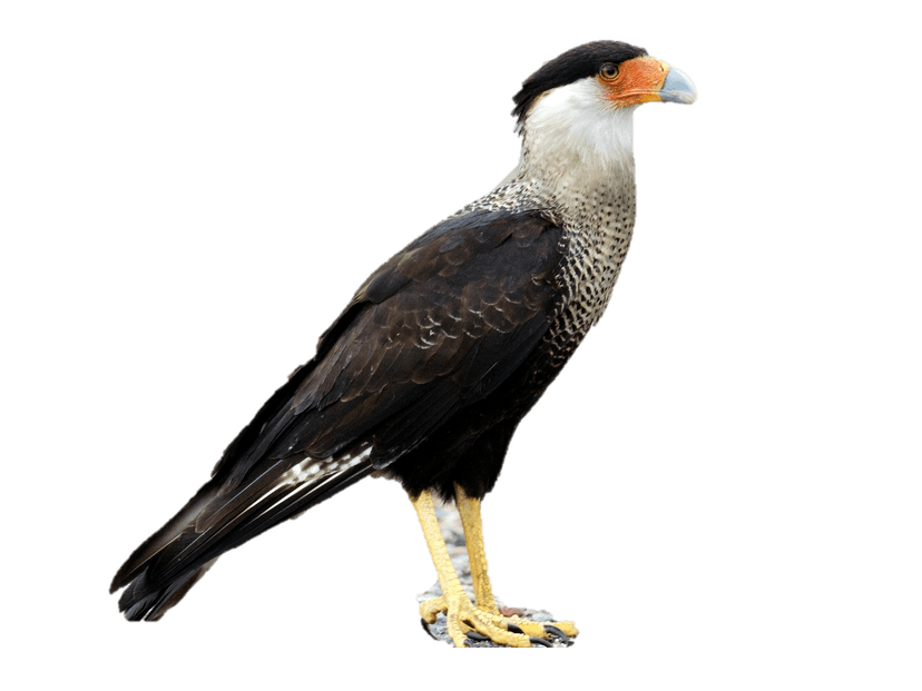 File:Caracara1.png - Wikipedia
