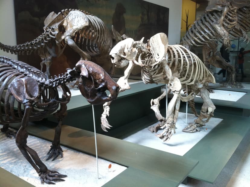 File:Ground sloths.jpg - Wikimedia Commons