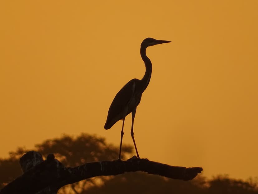 File:Heron melanocephale at sunset.jpg - Wikimedia Commons