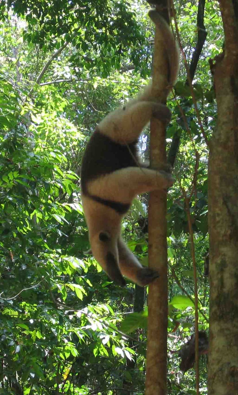 File:Tamandua anteater Costa Rica.jpg - Wikipedia
