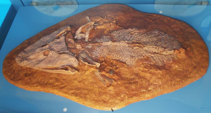File:Tiktaalik roseae.jpg - Wikimedia Commons