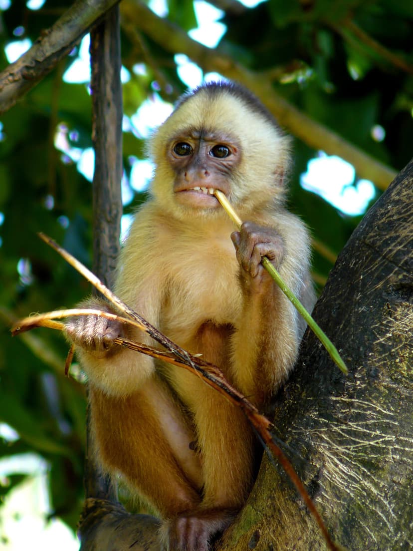 Capuchin monkey - Wikipedia