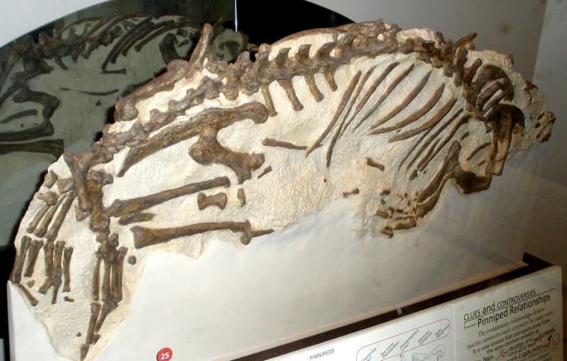 File:Enaliarctos mealsi.JPG - Wikipedia