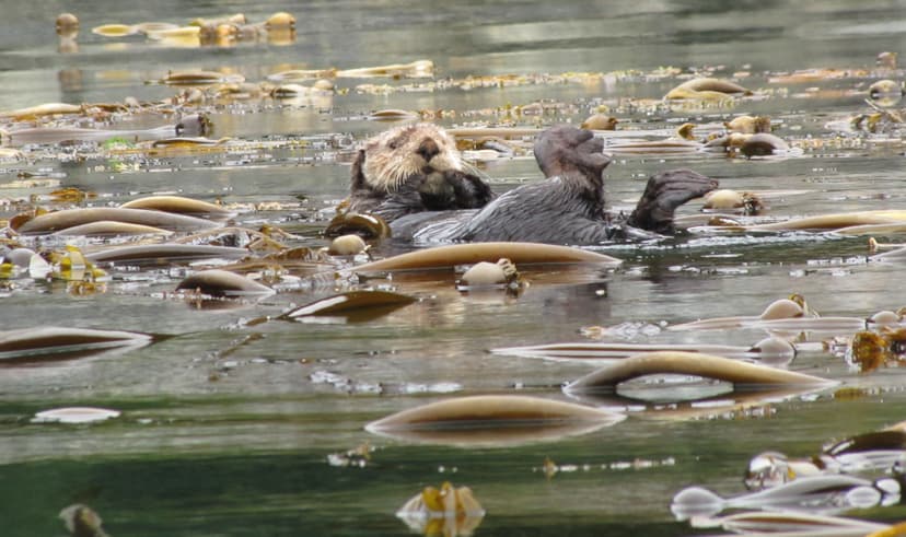 File:Otter in kelp field.jpg - Wikimedia Commons