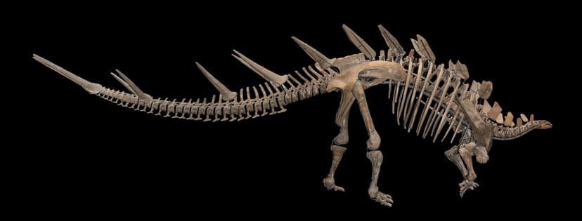 File:Kentrosaurus aethiopicus 01.jpg - Wikipedia