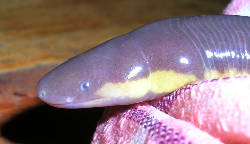 File:Caecilian wynaad1.jpg - Wikipedia