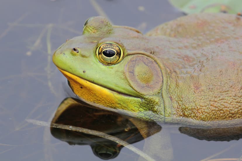 File:Lithobates catesbeianus PP.jpg - Wikipedia