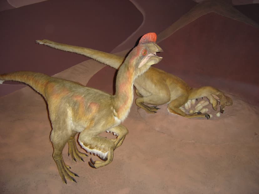 File:Dinosaures Oviraptor.jpg - Wikimedia Commons