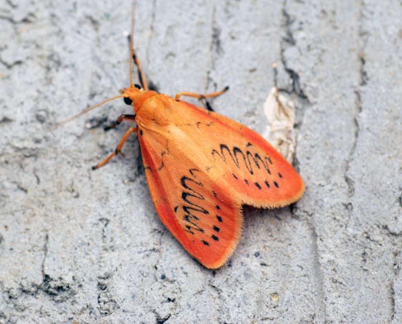 File:Miltochrista miniata (2037).jpg - Wikimedia Commons