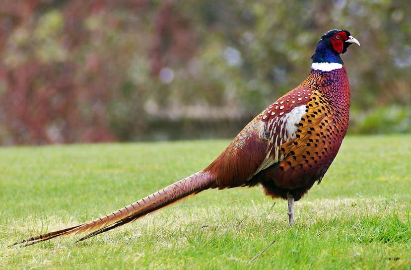 File:Pheasant.jpg - Simple English Wikipedia, the free encyclopedia